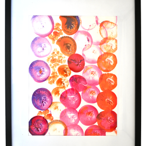Scyphozoa (40x50)